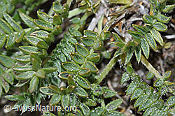 Oxytropis campestris (F190226)
