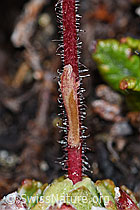 Saxifraga paniculata (F190232)