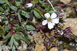 Kriechendes Gipskraut (Gypsophila repens) (08.08.2021, F190238)