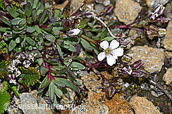 Gypsophila repens (F190241)