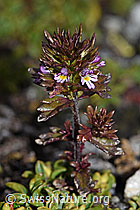 Zwerg-Augentrost (Euphrasia minima) (F190245) Zwerg-Augentrost (Euphrasia minima) (F190245)
