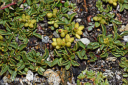Quendelblättrige Weide (Salix serpillifolia) (F190260)