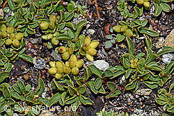 Quendelblättrige Weide (Salix serpillifolia) (F190261)