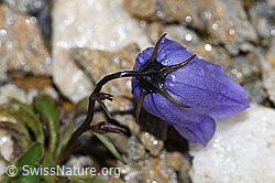 Niedliche Glockenblume (Campanula cochleariifolia) (F190267) Niedliche Glockenblume (Campanula cochleariifolia) (F190267)