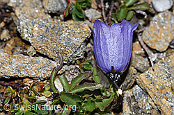 Niedliche Glockenblume (Campanula cochleariifolia) (F190268) Niedliche Glockenblume (Campanula cochleariifolia) (F190268)