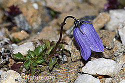 Niedliche Glockenblume (Campanula cochleariifolia) (F190271) Niedliche Glockenblume (Campanula cochleariifolia) (F190271)