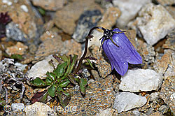 Niedliche Glockenblume (Campanula cochleariifolia) (F190273) Niedliche Glockenblume (Campanula cochleariifolia) (F190273)
