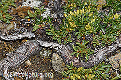 Quendelblättrige Weide (Salix serpillifolia) (F190275)