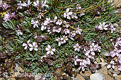 Kriechendes Gipskraut (Gypsophila repens) (08.08.2021, F190287)