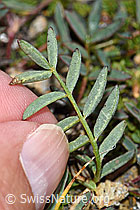 Oxytropis campestris (F190290)