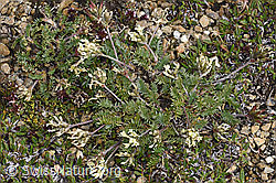 Oxytropis campestris (F190291)