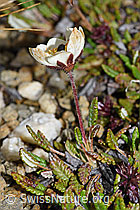 Silberwurz (Dryas octopetala) (F190307) Silberwurz (Dryas octopetala) (F190307)