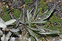 Edelweiss (Leontopodium alpinum) (F190329) Edelweiss (Leontopodium alpinum) (F190329)