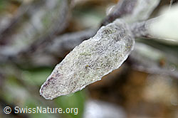 Edelweiss (Leontopodium alpinum) (F190330) Edelweiss (Leontopodium alpinum) (F190330)