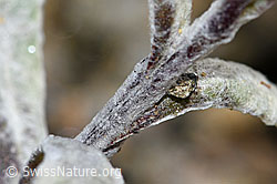 Edelweiss (Leontopodium alpinum) (F190331) Edelweiss (Leontopodium alpinum) (F190331)