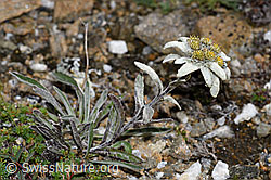Edelweiss (Leontopodium alpinum) (08.08.2021, F190332)