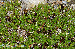 Silene acaulis (F190341)