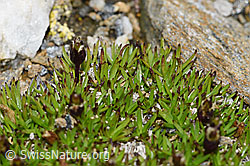 Kalk-Polsternelke (Silene acaulis) (08.08.2021, F190343)