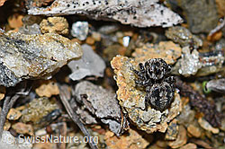 V-Fleck-Springspinne (Aelurillus v-insignitus) (F190357) V-Fleck-Springspinne (Aelurillus v-insignitus) (F190357)