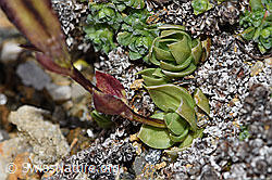 Schleichers Enzian (Gentiana schleicheri) (F190363)