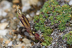 Schleichers Enzian (Gentiana schleicheri) (F190364)