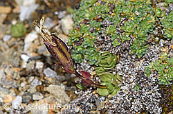 Schleichers Enzian (Gentiana schleicheri) (F190365)