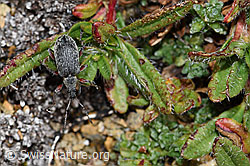 Gespornter Blattrüssler (Phyllobius glaucus) (08.08.2021, F190369)