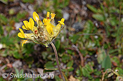 Alpen-Wundklee (Anthyllis vulneraria ssp. alpestris) (F190385) Alpen-Wundklee (Anthyllis vulneraria ssp. alpestris) (F190385)