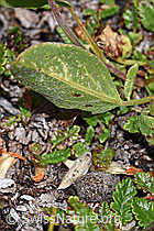 Alpen-Wundklee (Anthyllis vulneraria ssp. alpestris) (F190387) Alpen-Wundklee (Anthyllis vulneraria ssp. alpestris) (F190387)
