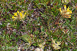 Alpen-Wundklee (Anthyllis vulneraria ssp. alpestris) (F190390) Alpen-Wundklee (Anthyllis vulneraria ssp. alpestris) (F190390)