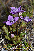F190395: Käfer an Feld-Enzian (Gentiana campestris)