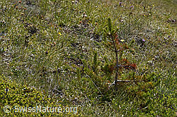 Bergföhre (Pinus mugo) (F190437)