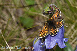 Wachtelweizen-Scheckenfalter (Melitaea athalia) auf Bärtige Glockenblume (Campanula barbata)