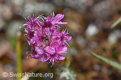 Silene suecica (F190446)