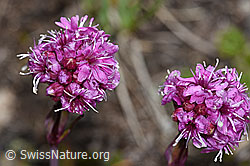 Silene suecica (08.08.2021, F190453)