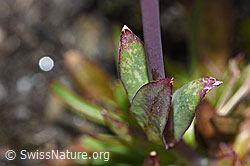 Silene suecica (F190454)