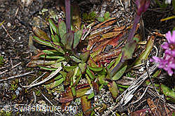 Silene suecica (F190455)