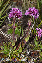 Silene suecica (08.08.2021, F190459)