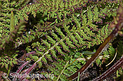 Pedicularis tuberosa (F190463)