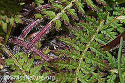 Pedicularis tuberosa (F190464)