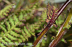 Pedicularis tuberosa (F190465)