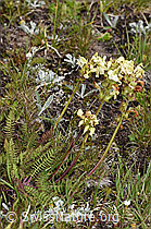 Pedicularis tuberosa (F190468)