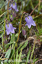 Campanula barbata (08.08.2021, F190469)