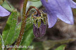 Campanula barbata (F190471)