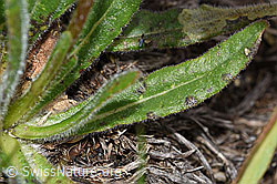 Campanula barbata (F190472)
