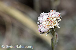 Antennaria dioica (F190483)