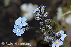 Alpen-Vergissmeinnicht (Myosotis alpestris) (F190513)