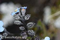Alpen-Vergissmeinnicht (Myosotis alpestris) (F190514)