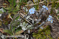 Alpen-Vergissmeinnicht (Myosotis alpestris) (F190519)