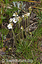 Stumpfblättriger Mannsschild (Androsace obtusifolia) (F190544) Stumpfblättriger Mannsschild (Androsace obtusifolia) (F190544)